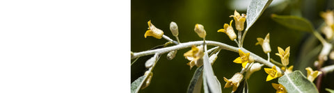 Mahonia Plants