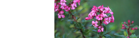 Fuchsia plants