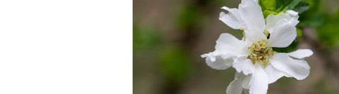 Exochorda - Pearl Bush