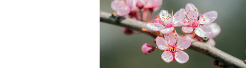 Prunus - Flowering Cherry Trees