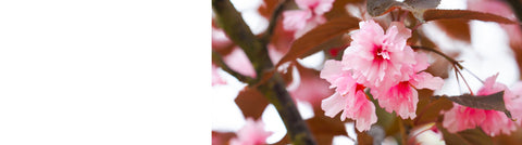 Prunus - Ornamental Almond Trees