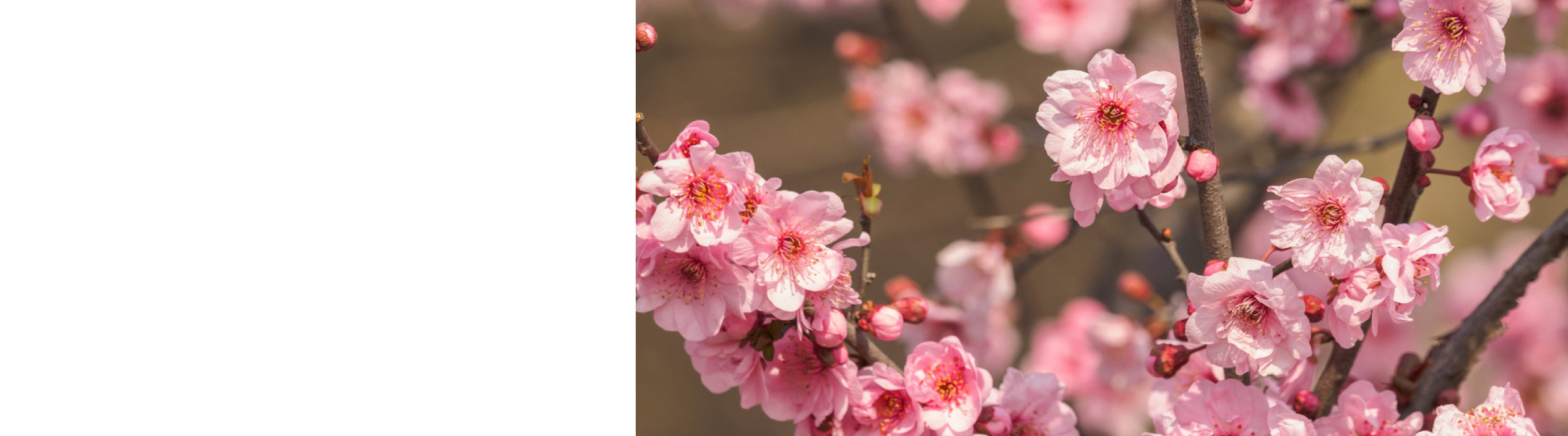 Prunus - Ornamental Plum Trees