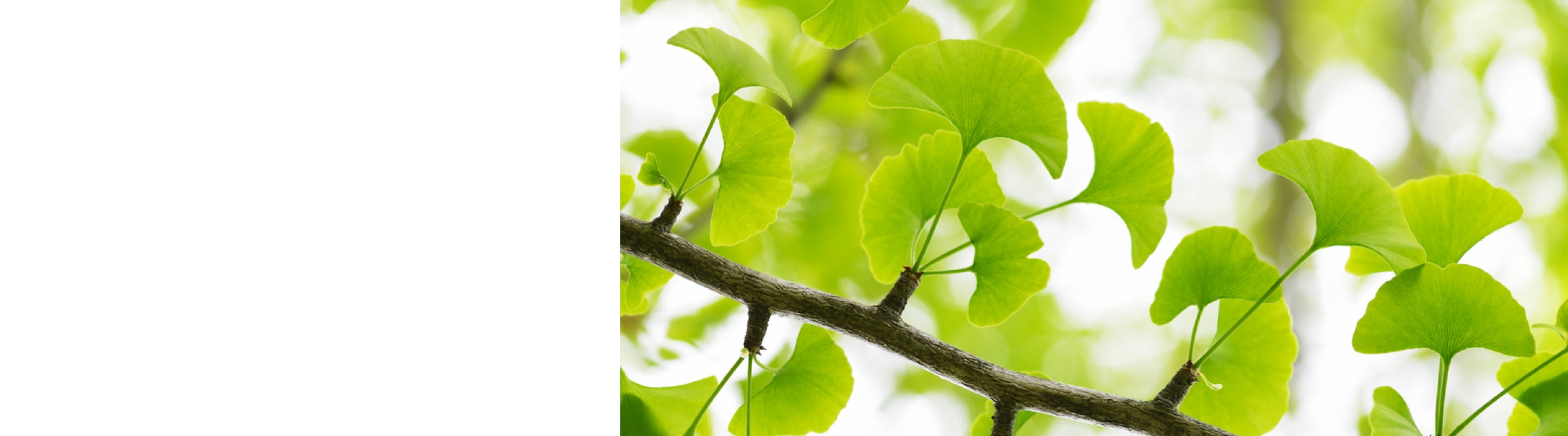 Ginkgo - Maidenhair Trees