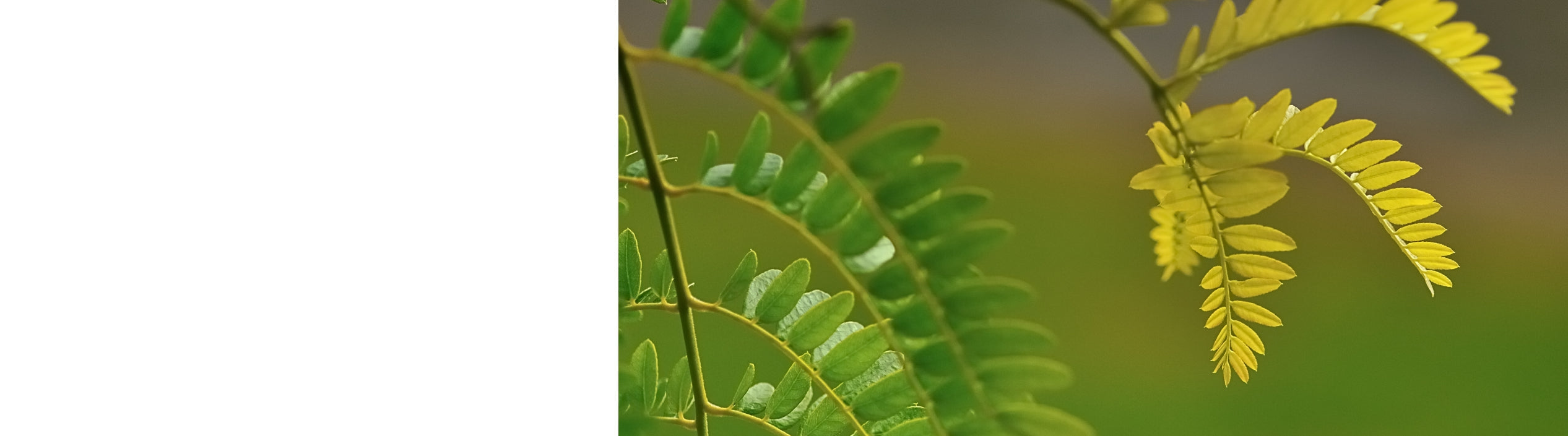 Gleditsia - Honey Locust Trees