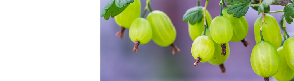 Gooseberry Plants