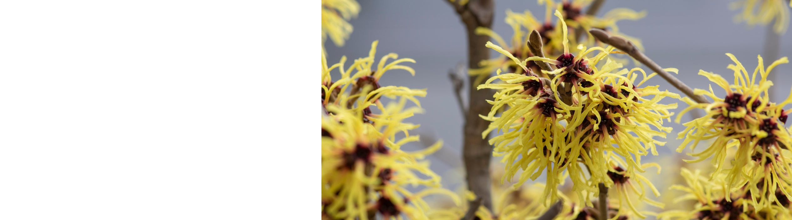 Hamamelis - Witch Hazel