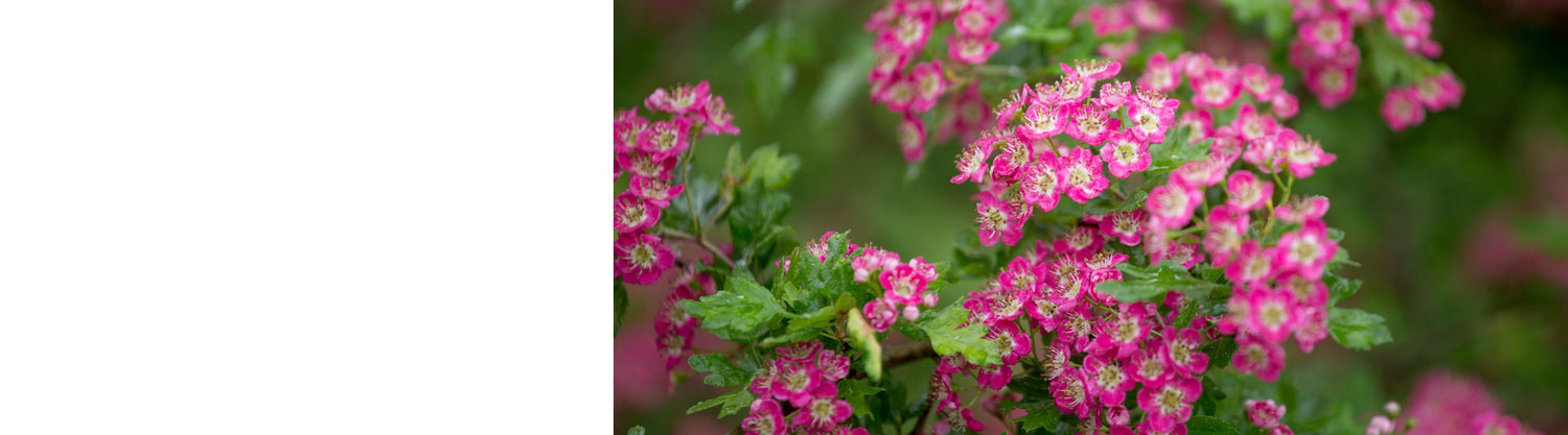 Crataegus - Hawthorn Trees