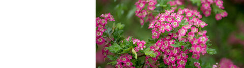 Malus - Crab Apple Trees