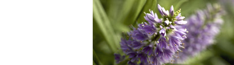 Caryopteris - Bluebeard Plants