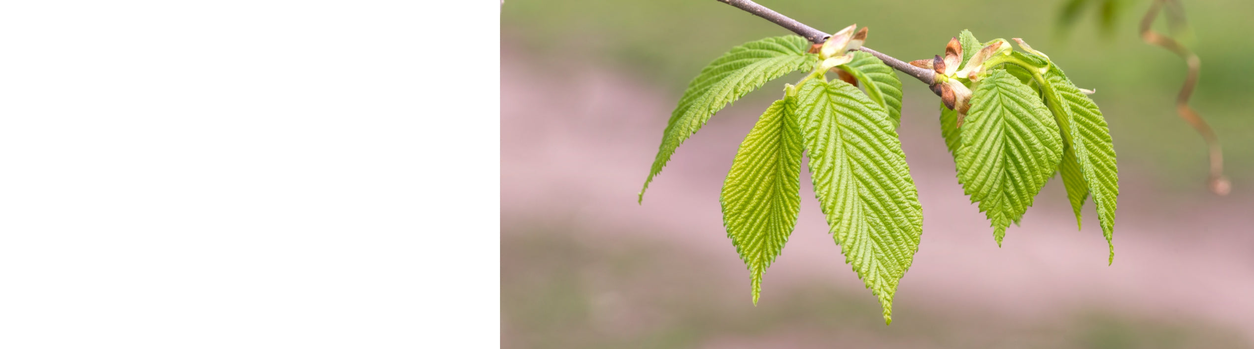 Carpinus - Hornbeam Trees