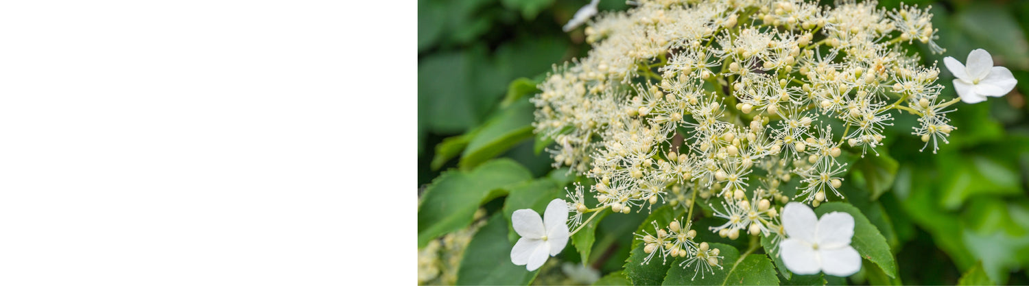 Hydrangea - Climbing Hydrangea