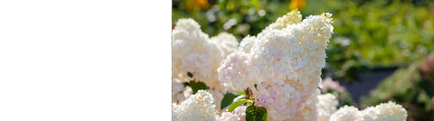 Spiraea Plants