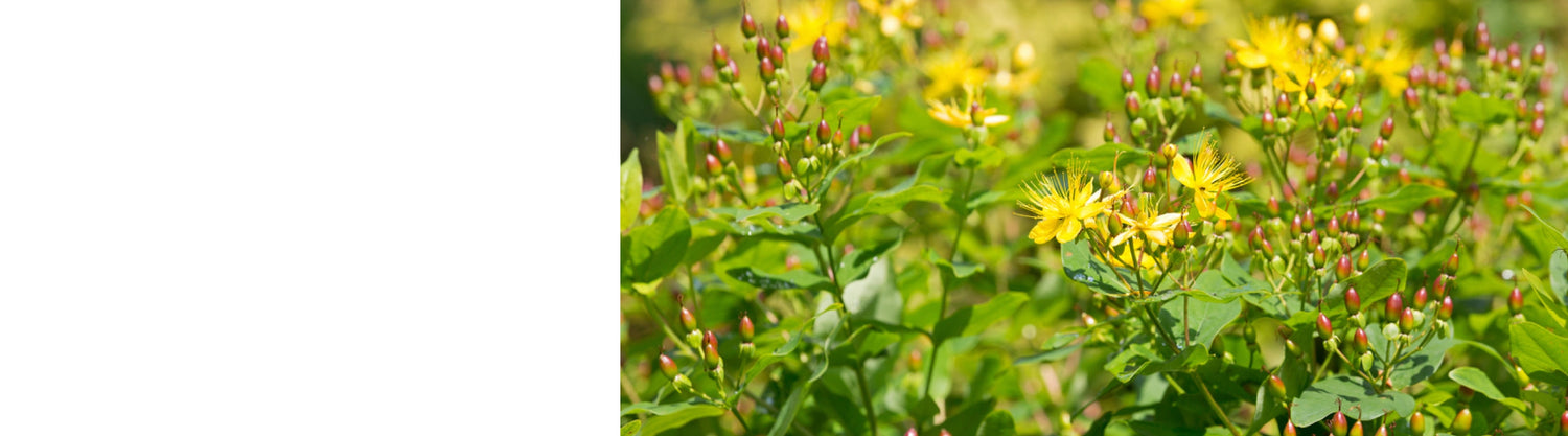 Hypericum - St Johns Wort Plants