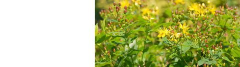 Rosemary plants