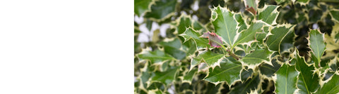 Ilex - Holly Plants