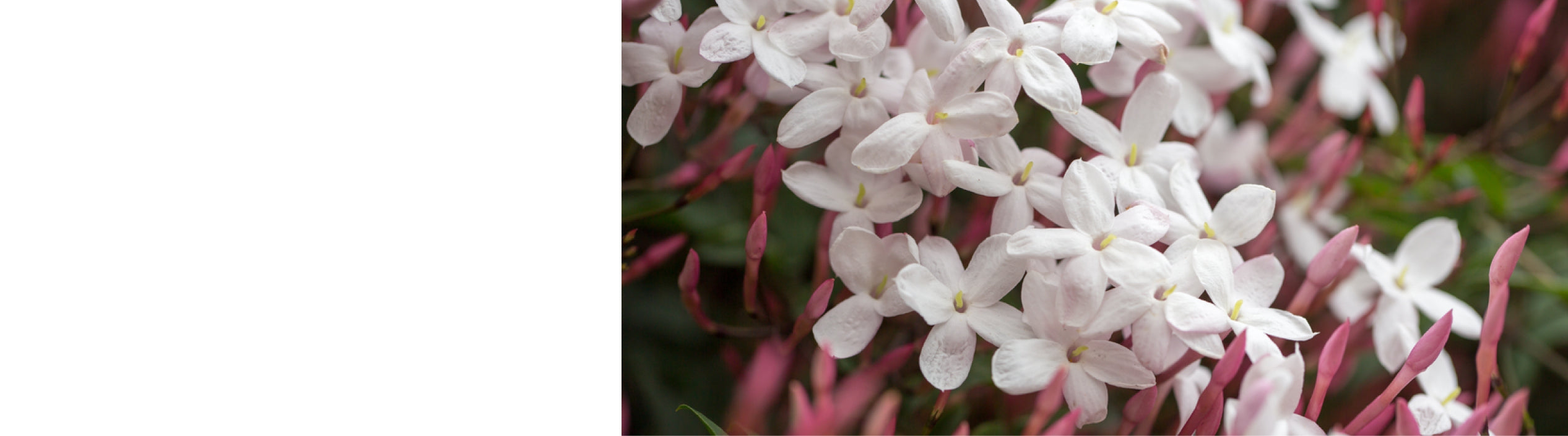 Jasminum - Jasmine Plants