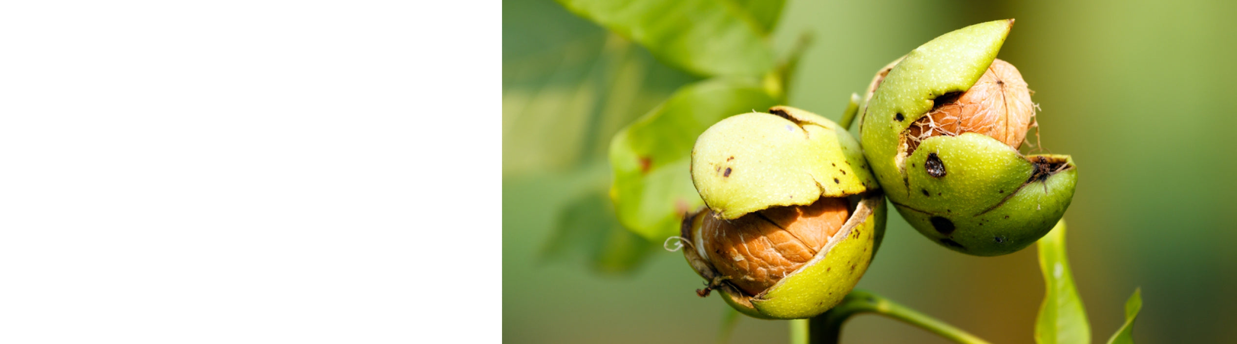 Walnut Trees