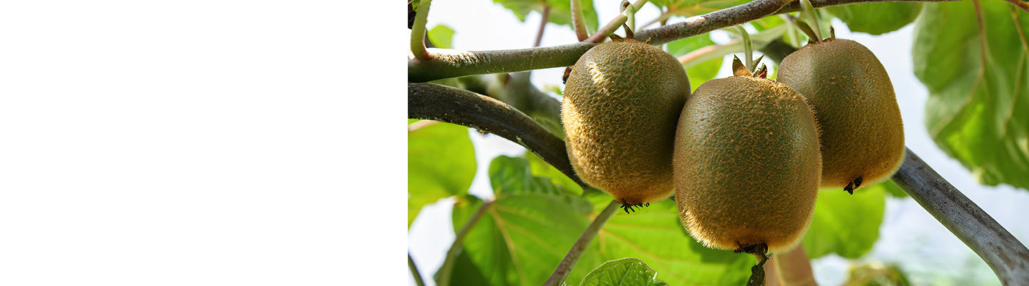 Kiwi Fruit Plants