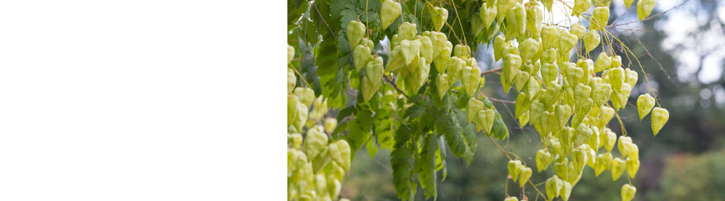 Koelreuteria - Golden Rain Trees