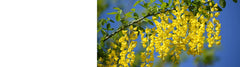 Laburnum - Golden Chain Trees