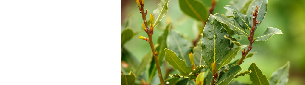 Prunus - Laurel Plants