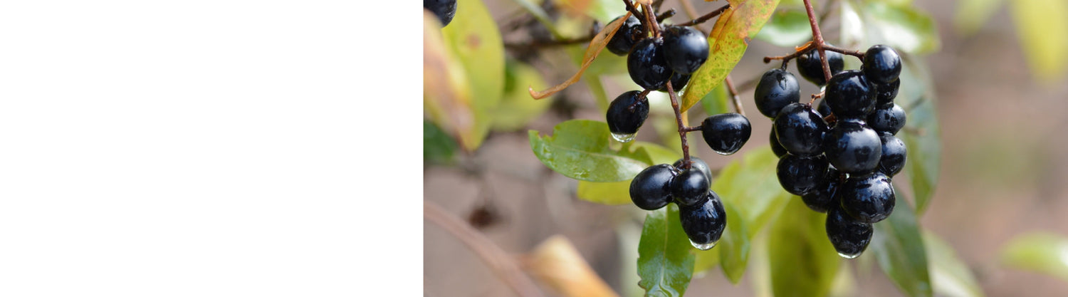 Ligustrum - Privet Plants