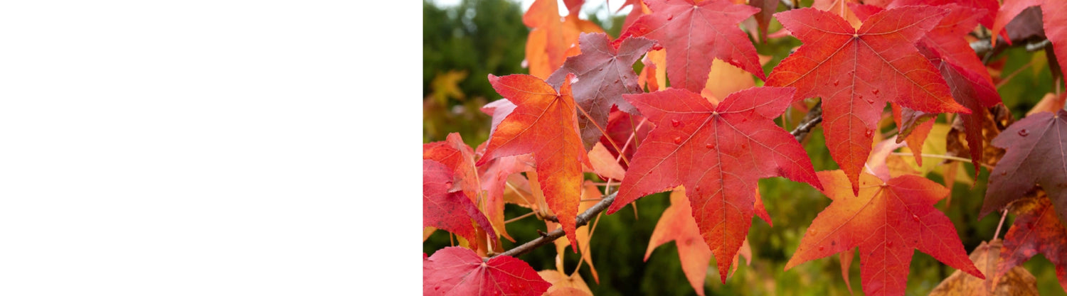 Liquidambar - Sweet Gum Trees