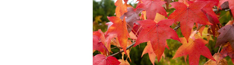 Cercidiphyllum - Katsura Trees