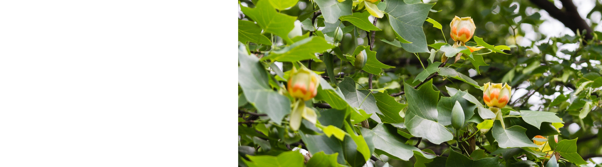 Liriodendron - Tulip Trees