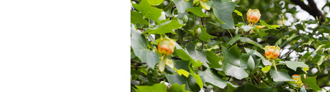 Ginkgo - Maidenhair Trees