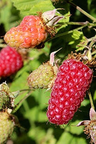 Loganberry Plants