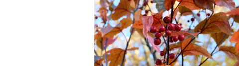 Cotoneaster Trees