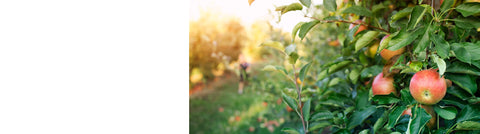 Quince Trees