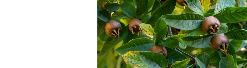 Medlar Trees