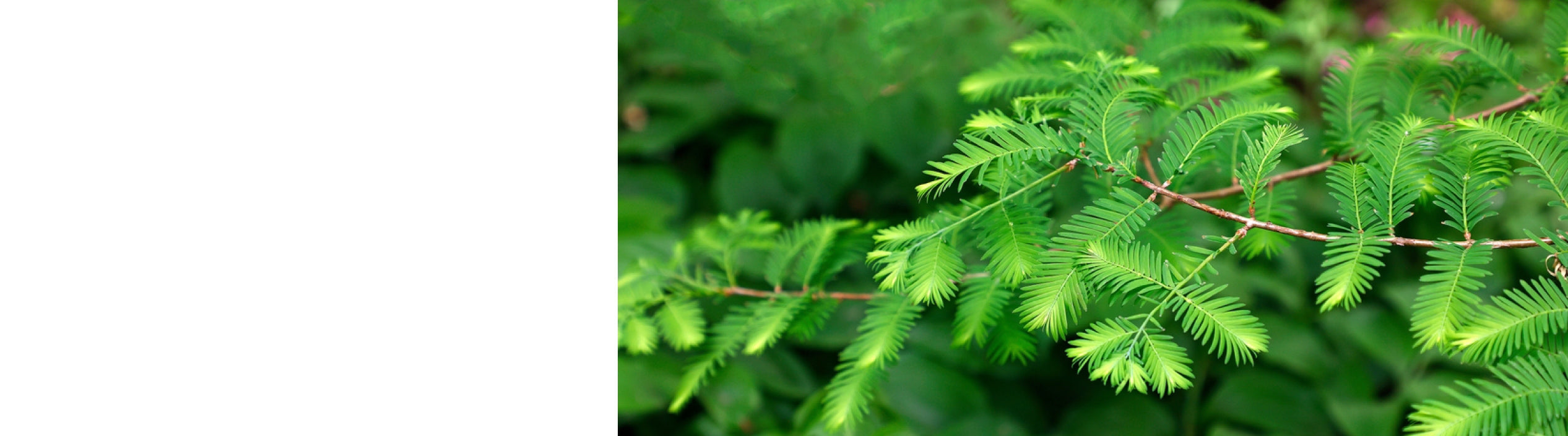 Metasequoia - Dawn Redwood Trees