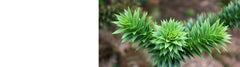 Araucaria - Monkey Puzzle Trees