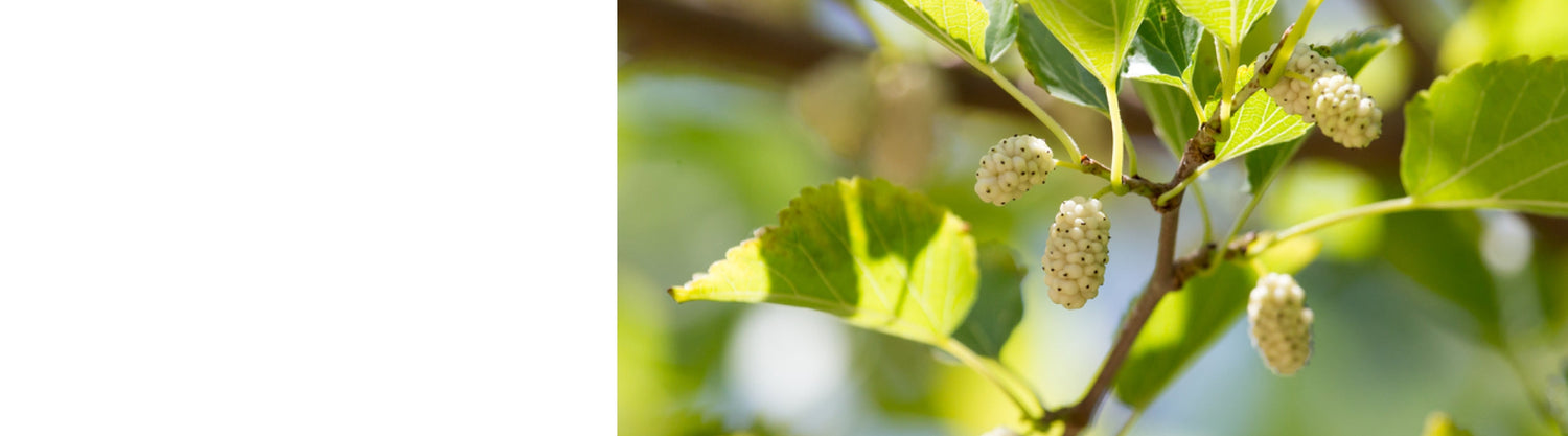 Mulberry Trees