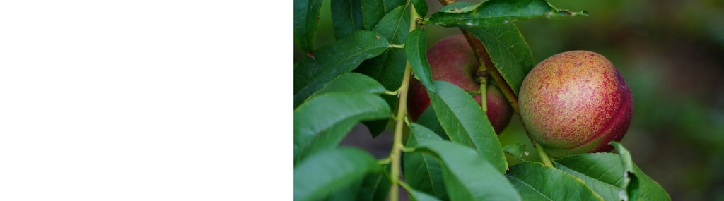 Nectarine Trees