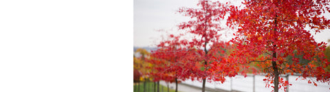 Parrotia - Ironwood Trees