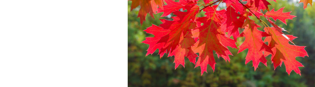 Quercus - Oak Trees