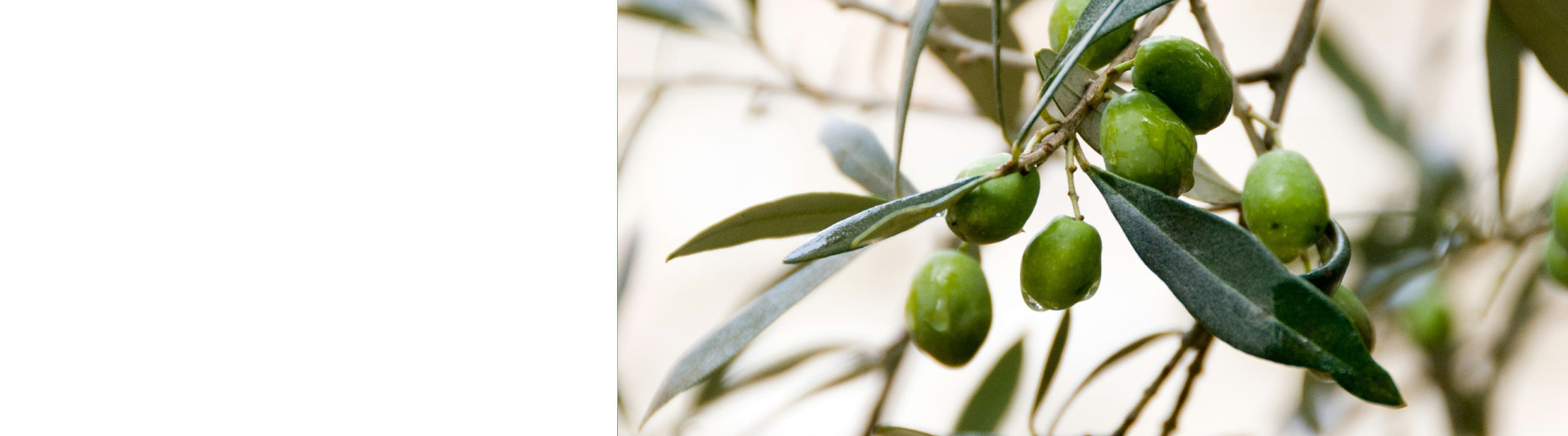 Olive Trees