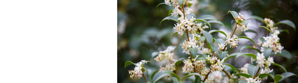 Osmanthus Plants