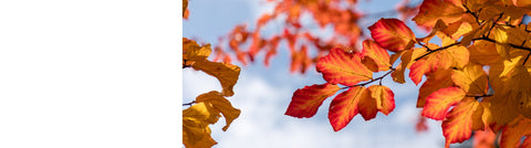 Liquidambar - Sweet Gum Trees