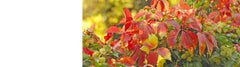 Parthenocissus - Virginia Creeper Plants