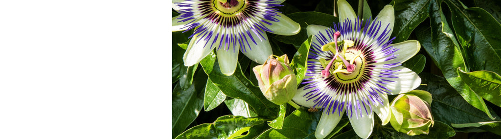 Passiflora - Passion Flower Plants