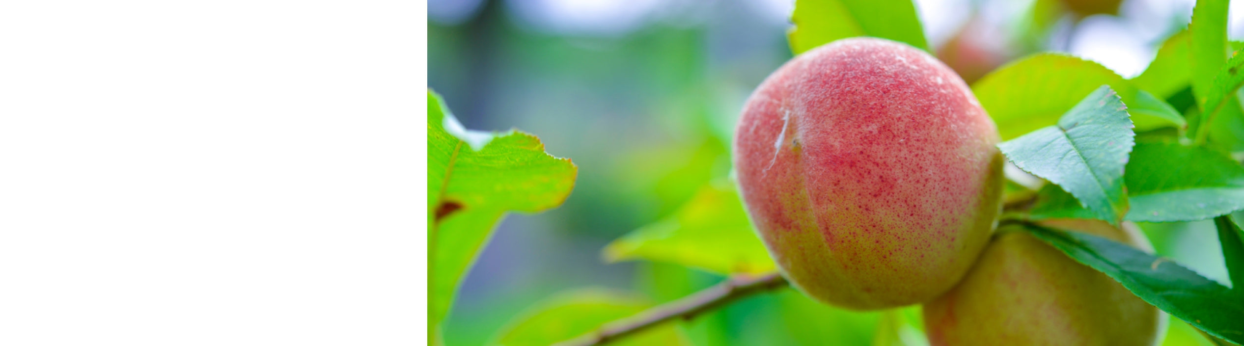 Peach Trees