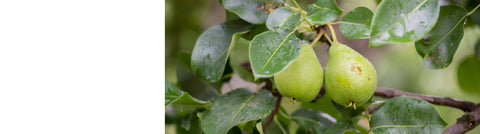 Greengage Trees