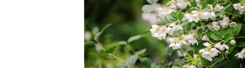 Viburnum Plants