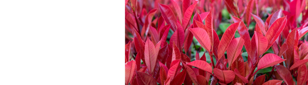 Photinia - Red Robin Trees