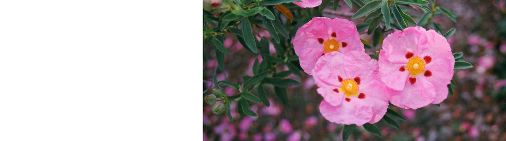 Cistus - Rock Rose Plants